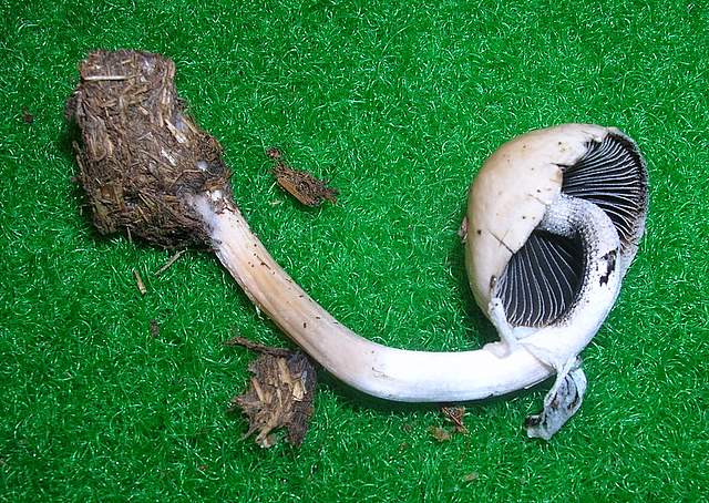 La Flora fungina negli aspetti microclimatici subtropicali